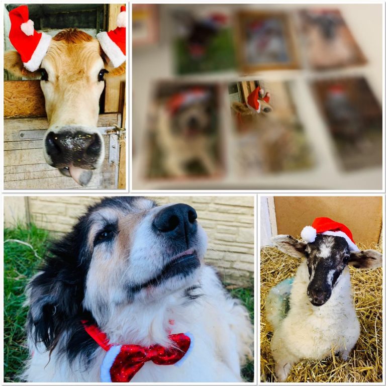 Kerstkaarten vzw Farm Flora