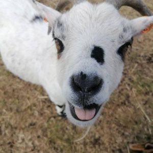 Foto's van onze dieren pignicks bij vzw Farm Flora