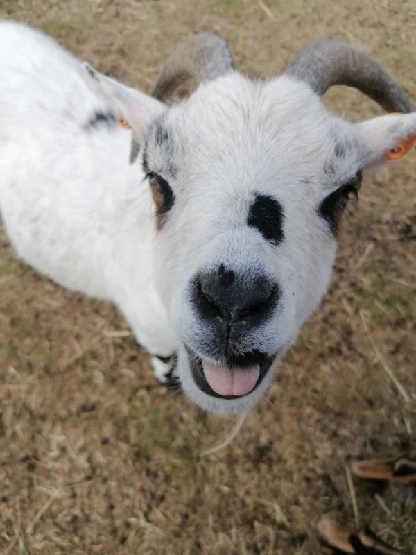 Foto's van onze dieren pignicks bij vzw Farm Flora